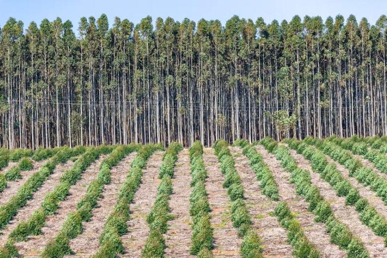 Сенатор предложил передать фермерам защитные лесопосадки